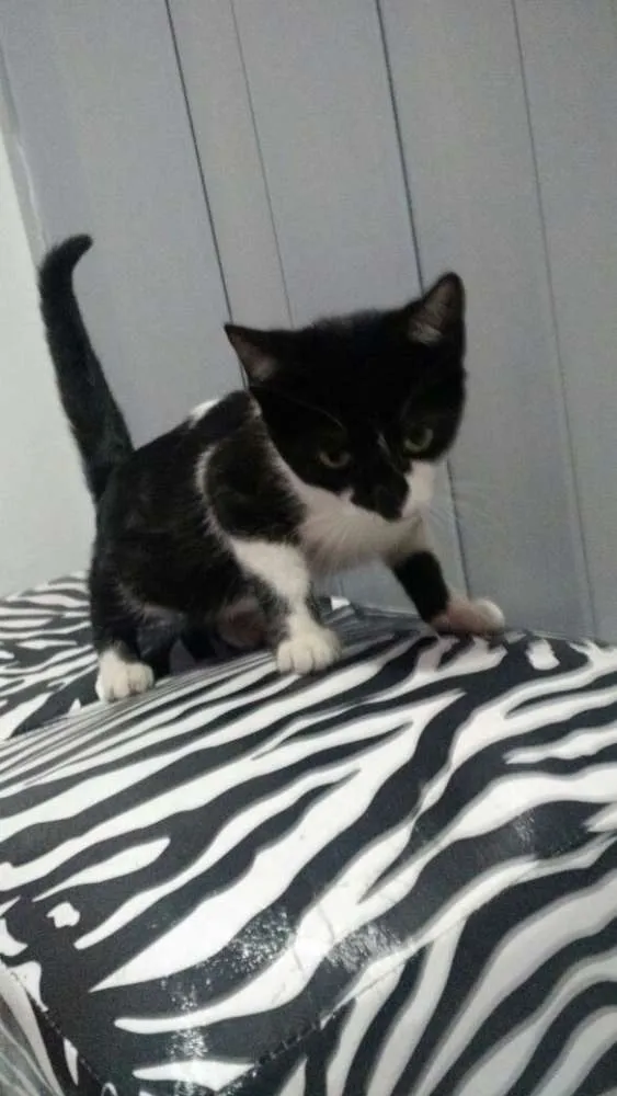 Gato ra a SRD idade 2 a 6 meses nome Nina