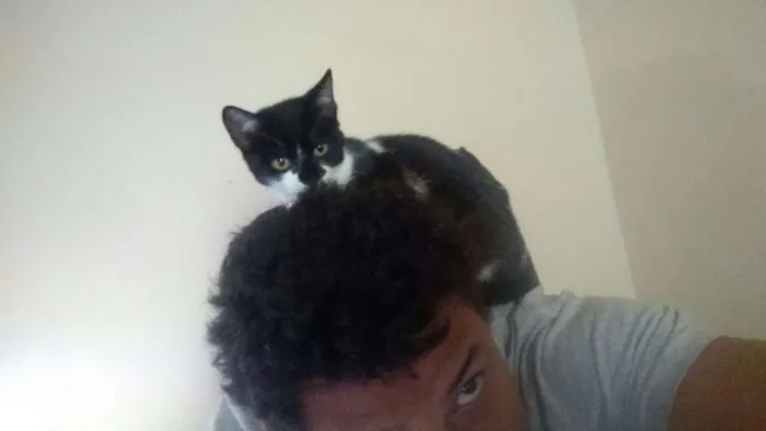 Gato ra a SRD idade 2 a 6 meses nome Nina