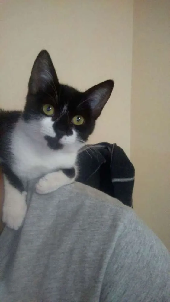 Gato ra a SRD idade 2 a 6 meses nome Nina