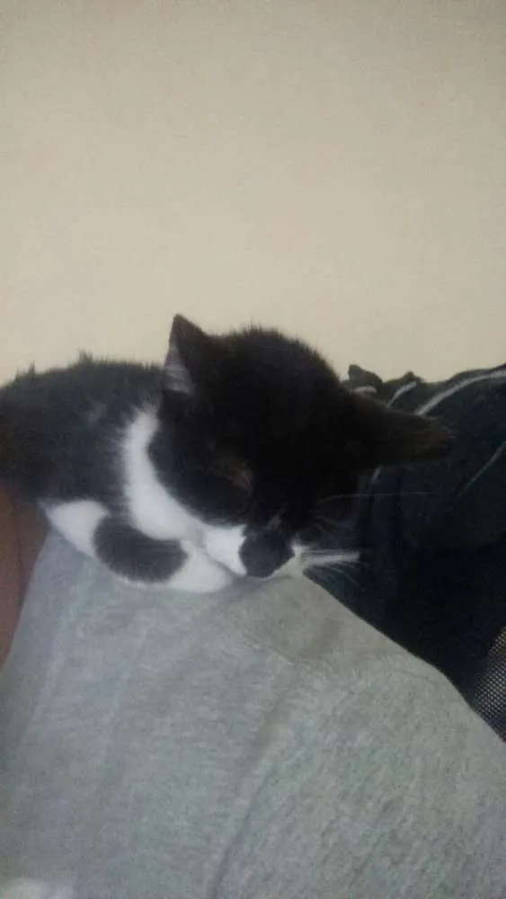 Gato ra a SRD idade 2 a 6 meses nome Nina
