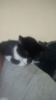 Nina