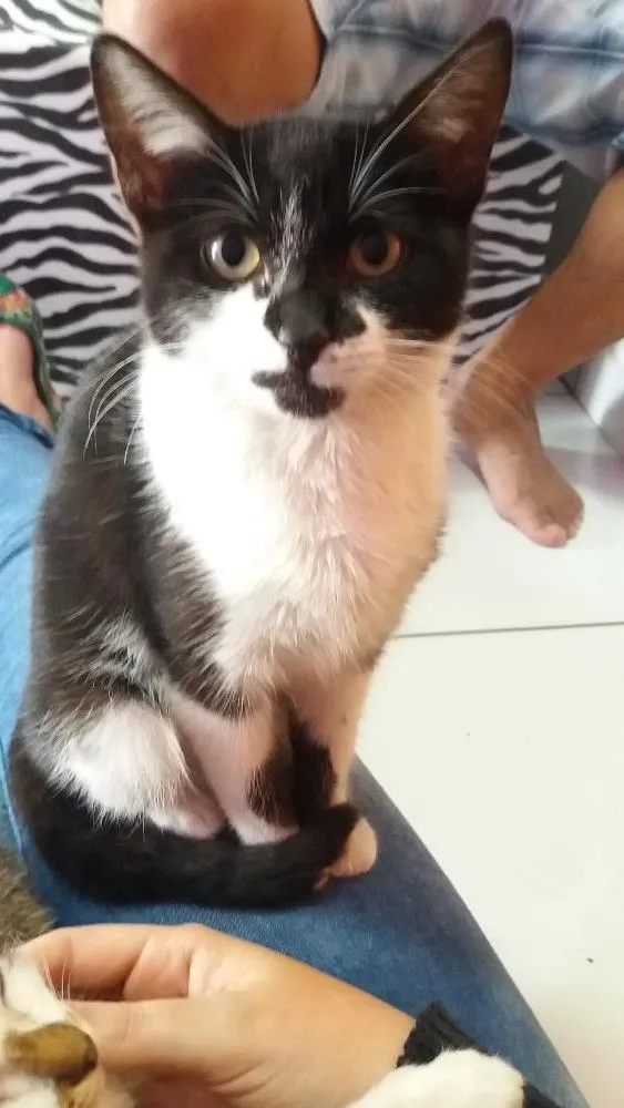 Gato ra a SRD idade 2 a 6 meses nome Nina