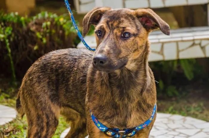 Cachorro ra a srd idade 2 a 6 meses nome Morango