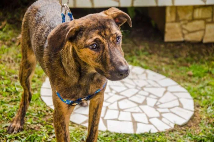 Cachorro ra a srd idade 2 a 6 meses nome Morango