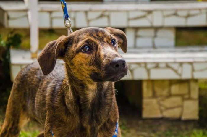 Cachorro ra a srd idade 2 a 6 meses nome Morango
