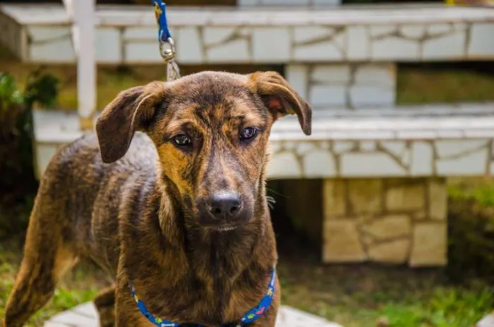 Cachorro ra a srd idade 2 a 6 meses nome Morango