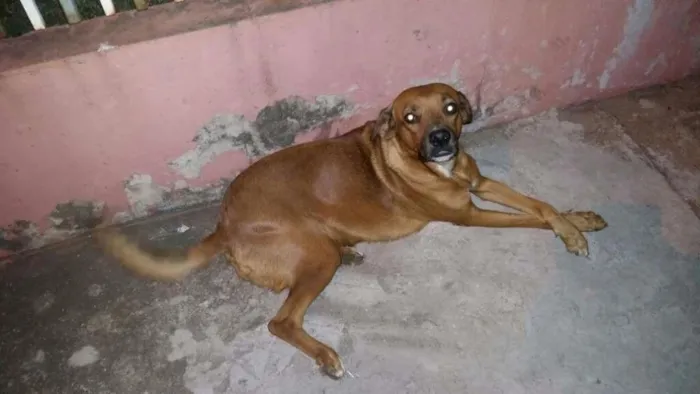 Cachorro ra a SRD idade 1 ano nome Sem Nome