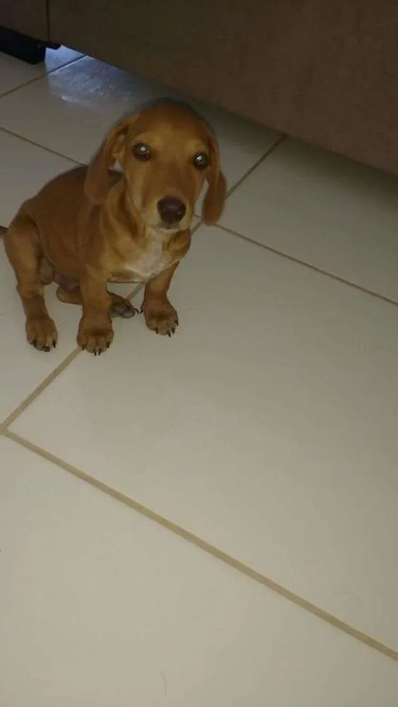 Cachorro ra a SRD idade 2 a 6 meses nome Sem Nome