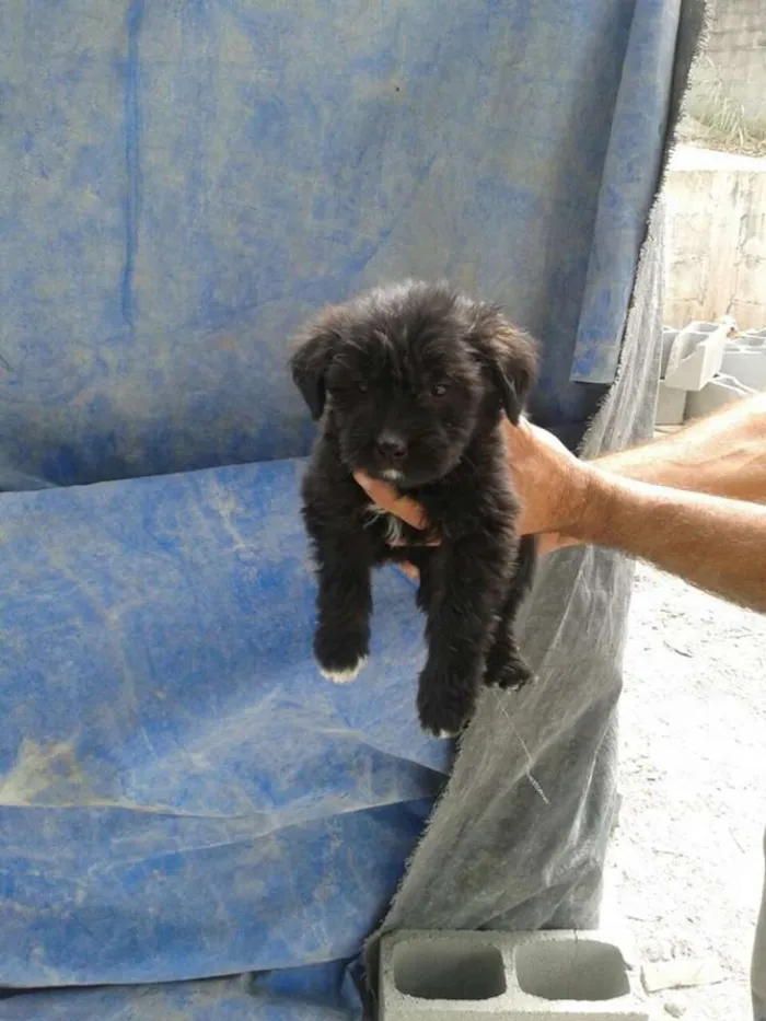 Cachorro ra a srd idade 2 a 6 meses nome filhotes benad