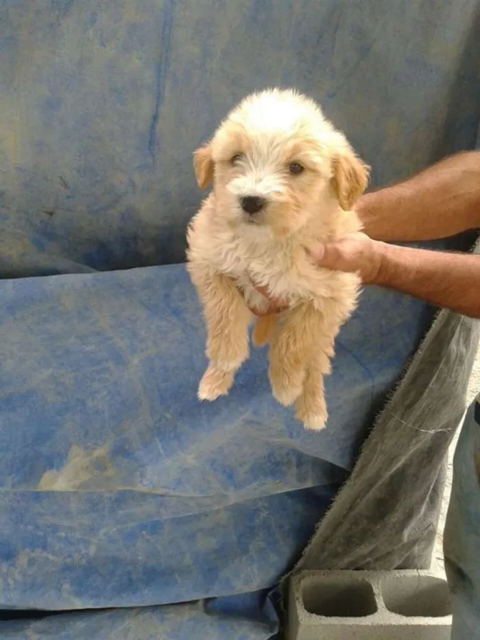 Cachorro ra a srd idade 2 a 6 meses nome filhotes benad