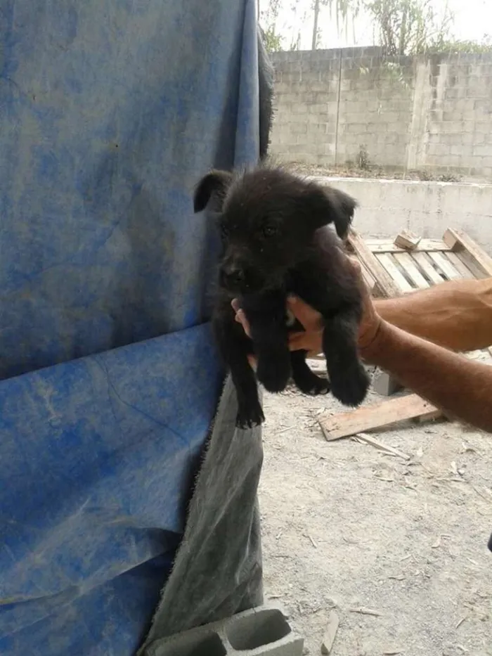 Cachorro ra a srd idade 2 a 6 meses nome filhotes benad