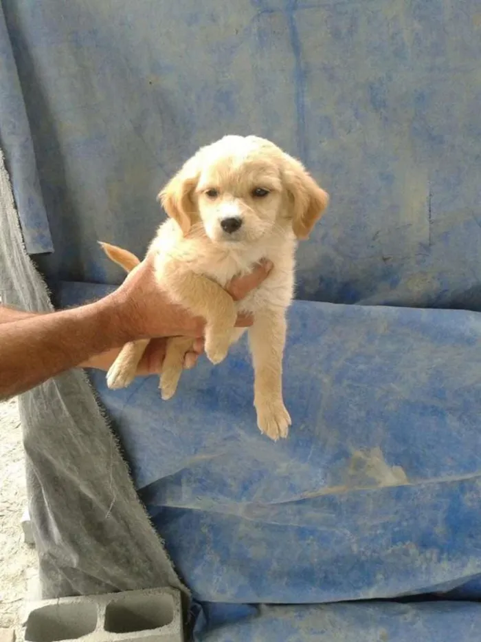 Cachorro ra a srd idade 2 a 6 meses nome filhotes benad