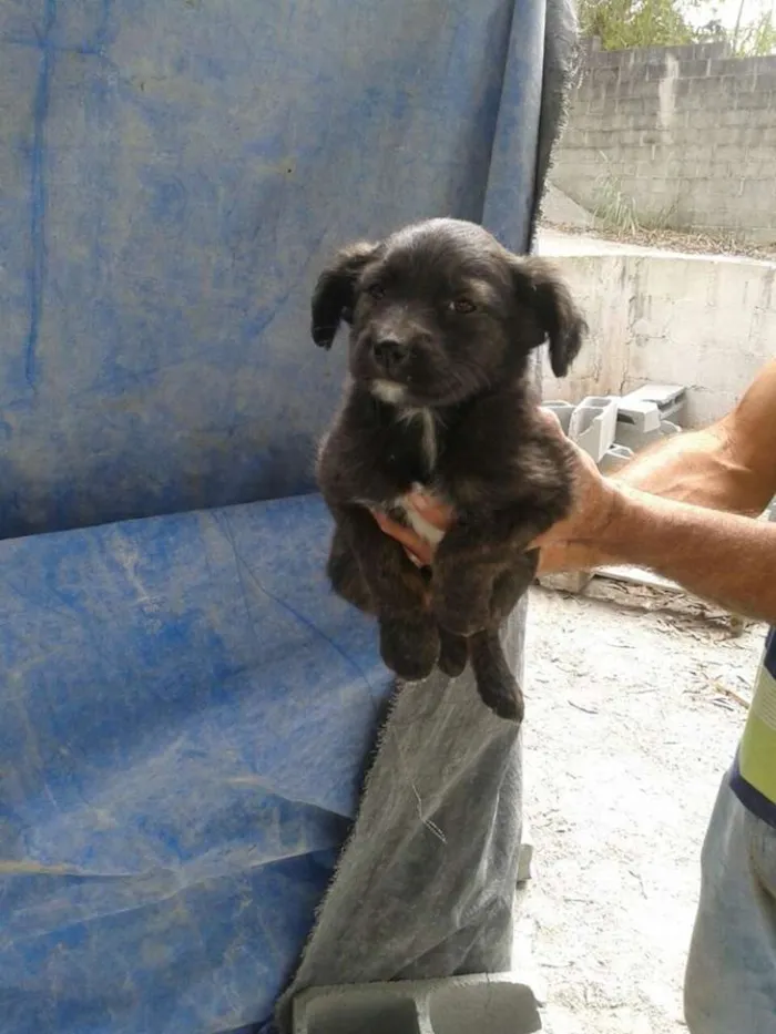 Cachorro ra a srd idade 2 a 6 meses nome filhotes benad