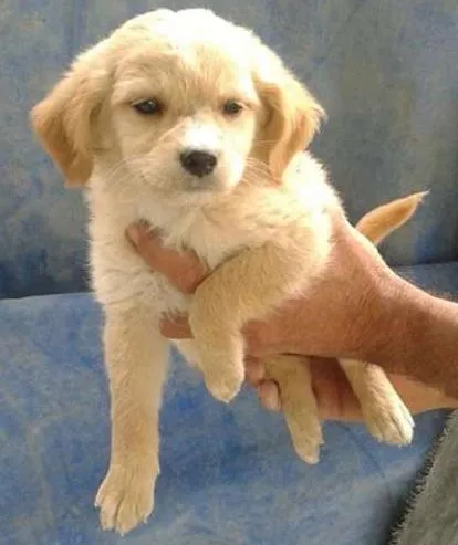 Cachorro ra a srd idade 2 a 6 meses nome filhotes benad
