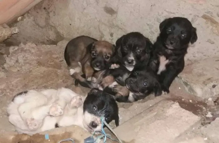 Cachorro ra a vira latas idade 2 a 6 meses nome Filhotes