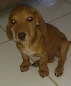 Cachorro raça SRD idade 2 a 6 meses nome Sem Nome