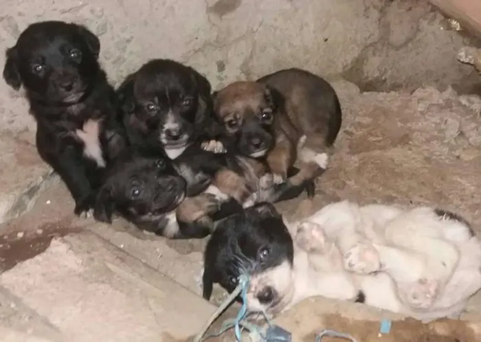 Cachorro ra a vira latas idade 2 a 6 meses nome Filhotes