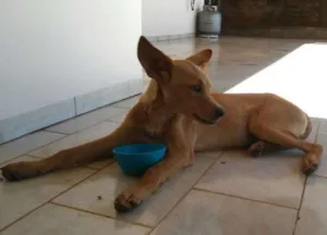 Cachorro raça SRD idade 7 a 11 meses nome Sem Nome