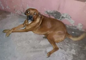 Cachorro raça SRD idade 1 ano nome Sem Nome