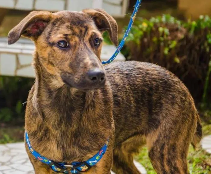 Cachorro ra a srd idade 2 a 6 meses nome Morango