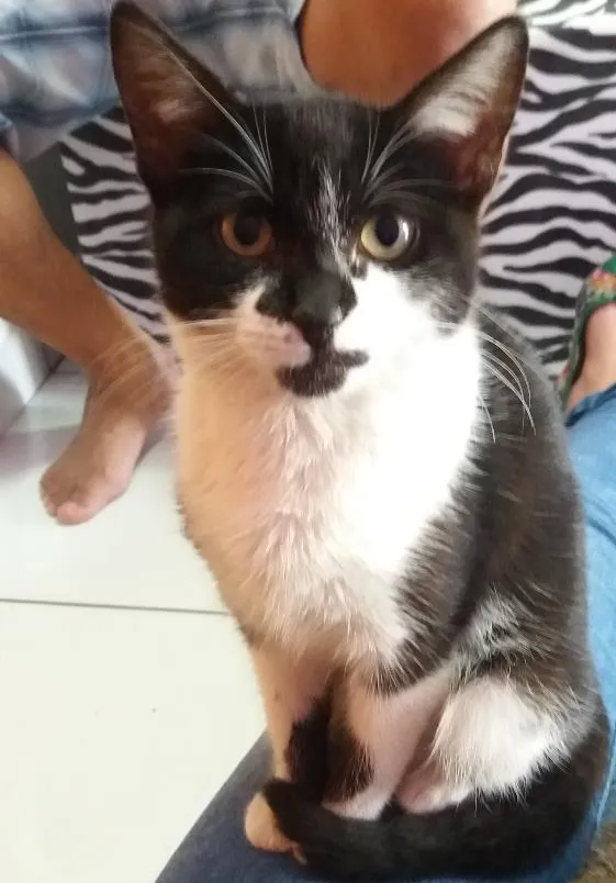 Gato ra a SRD idade 2 a 6 meses nome Nina
