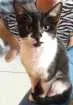 Gato raça SRD idade 2 a 6 meses nome Nina
