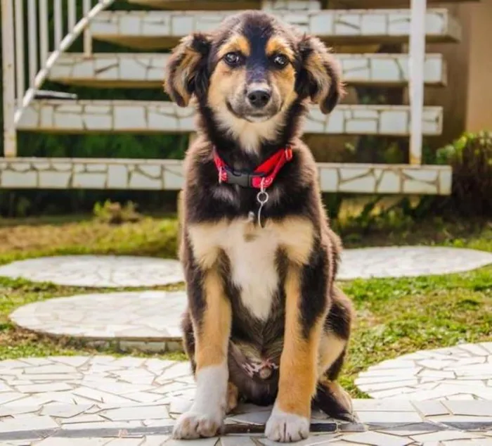Cachorro ra a SRD idade 2 a 6 meses nome Valentim
