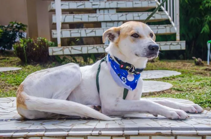 Cachorro ra a SRD idade 1 ano nome Nino