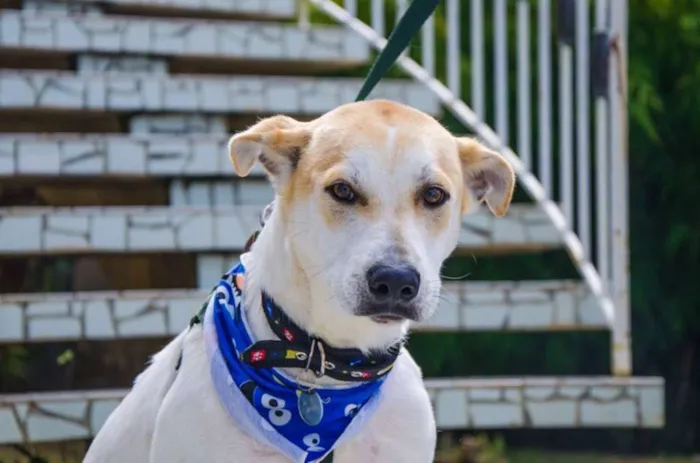 Cachorro ra a SRD idade 1 ano nome Nino