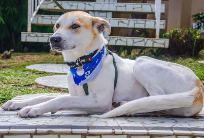 Cachorro ra a SRD idade 1 ano nome Nino