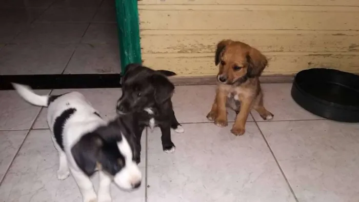 Cachorro raça SRD idade 2 a 6 meses nome PINGOS