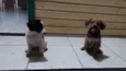 PINGOS