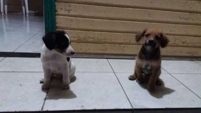 Cachorro raça SRD idade 2 a 6 meses nome PINGOS