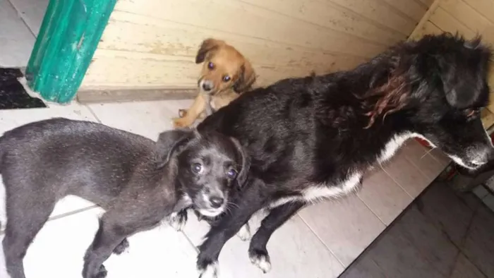 Cachorro raça SRD idade 2 a 6 meses nome PINGOS