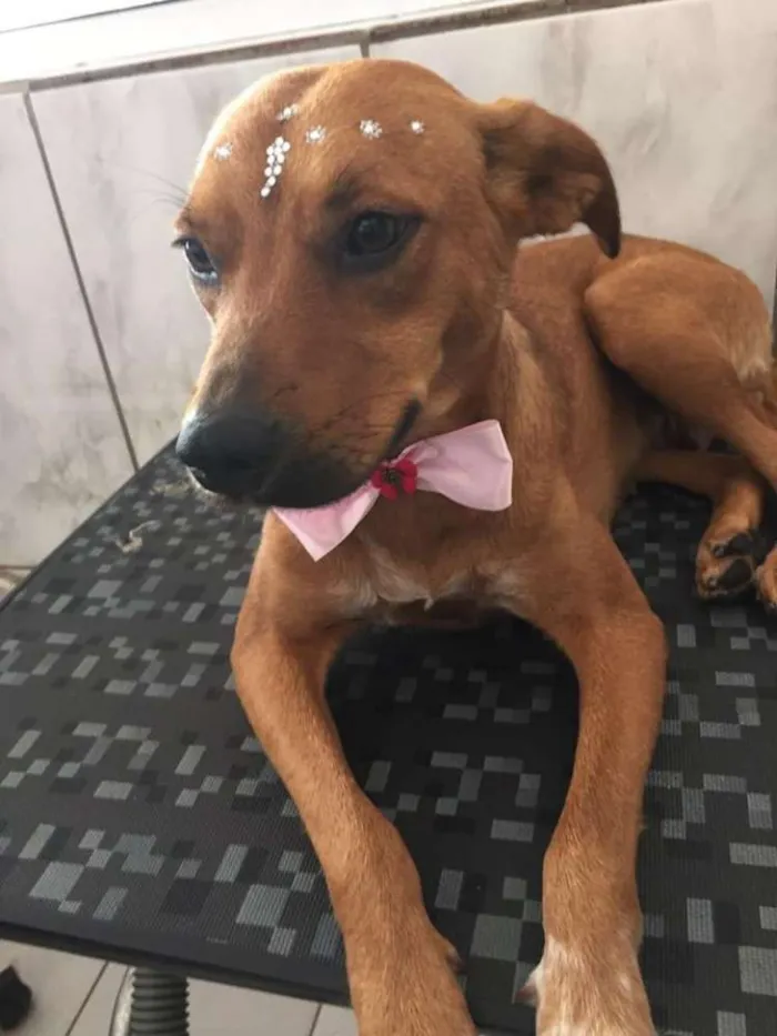 Cachorro ra a SRD idade 7 a 11 meses nome Cristal e Zara