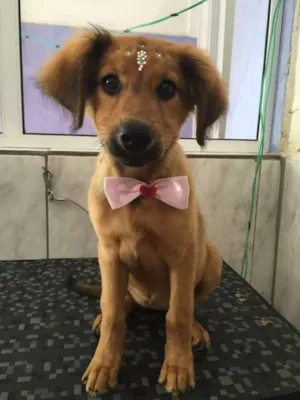 Cachorro raça SRD idade 7 a 11 meses nome Cristal e Zara