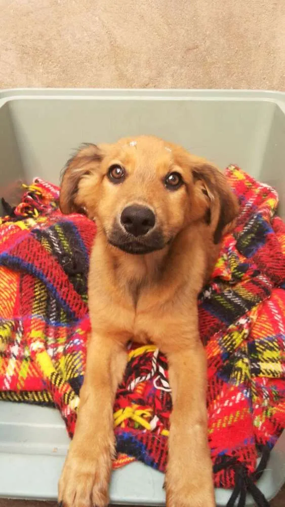 Cachorro ra a SRD idade 7 a 11 meses nome Cristal e Zara