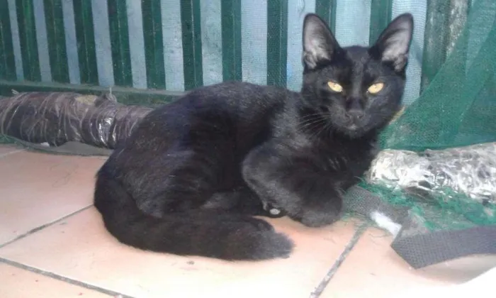 Gato ra a SRD idade 2 a 6 meses nome Zé Barreiro