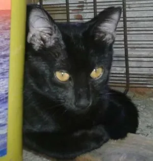 Gato raça SRD idade 2 a 6 meses nome Zoe
