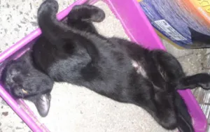 Gato raça SRD idade 2 a 6 meses nome Misha