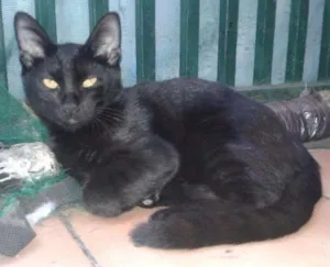 Gato raça SRD idade 2 a 6 meses nome Zé Barreiro