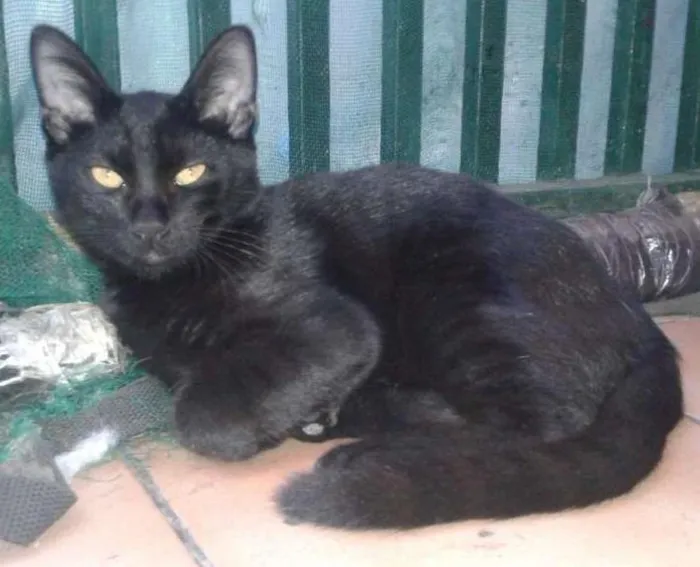Gato ra a SRD idade 2 a 6 meses nome Zé Barreiro