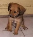 PINGOS