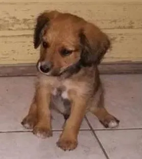 Cachorro raça SRD idade 2 a 6 meses nome PINGOS