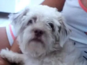 Cachorro raça POODLE idade 5 anos nome BoB