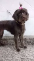 Bombom