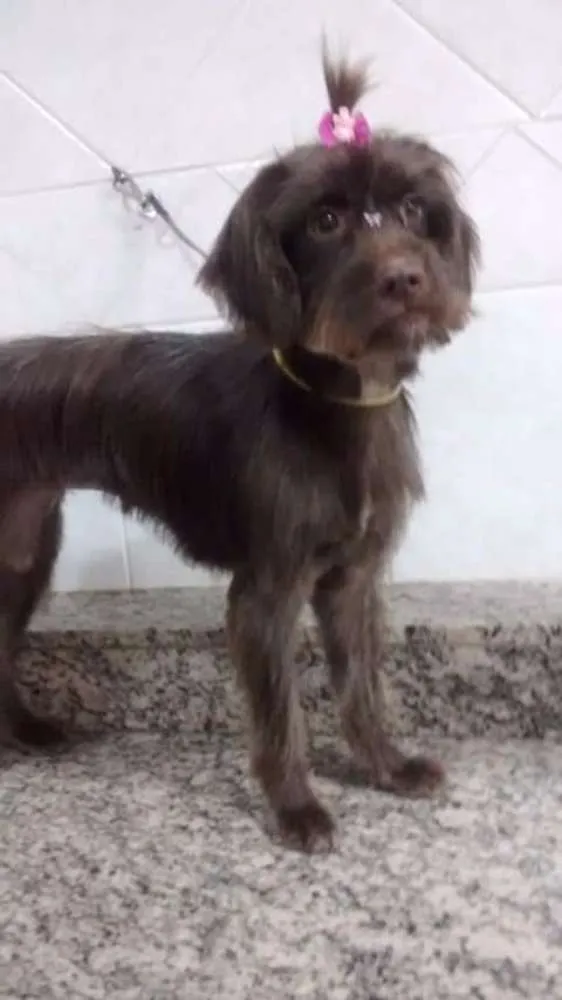 Cachorro ra a SRD idade 7 a 11 meses nome Bombom