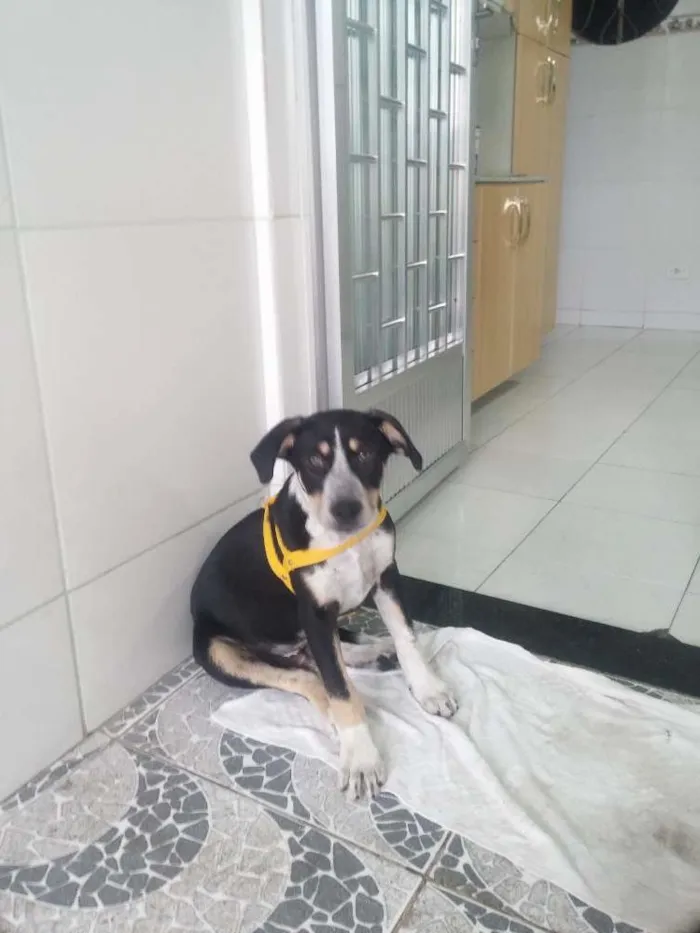 Cachorro raça Sem raça idade 2 a 6 meses nome Snif