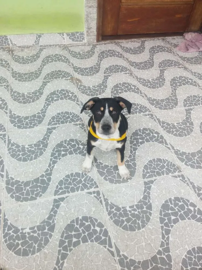Cachorro raça Sem raça idade 2 a 6 meses nome Snif