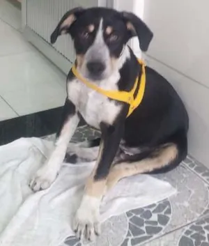 Cachorro raça Sem raça idade 2 a 6 meses nome Snif